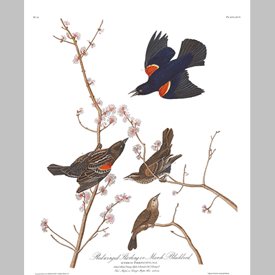 67 Red Winged Starling