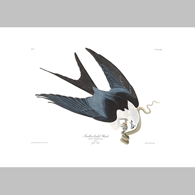 72 swallow tailed hawk