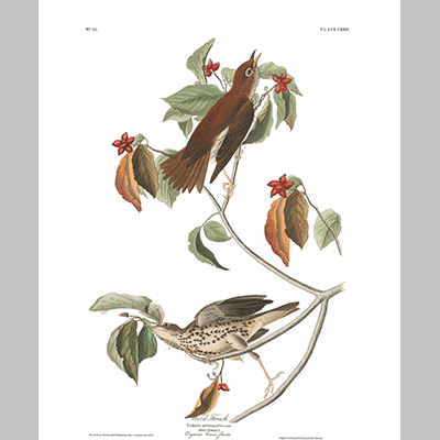 73 wood thrush