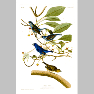 74 Indigo Bird