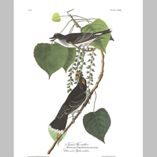 79 Tyrant Fly Catcher