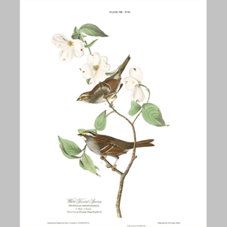 8, White Throated Sparrow