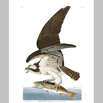 81 Osprey