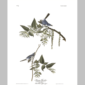 84, Bluegrey Flycatcher