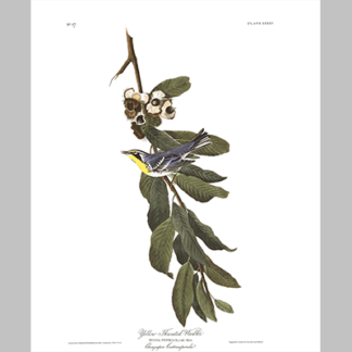 85 yellow throated warbler