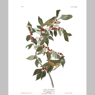 89 Nashville Warbler