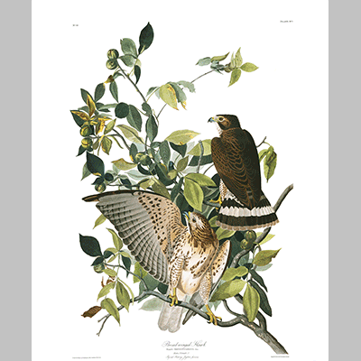 91 Broad Winged Hawk