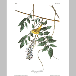 95 Blue Eyed Yellow Warbler