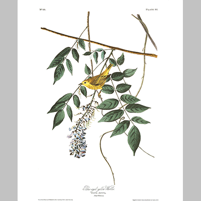 95 Blue Eyed Yellow Warbler