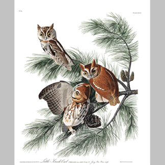 97 Little Screech Owl