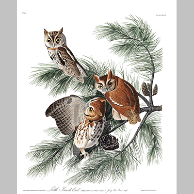 97 Little Screech Owl