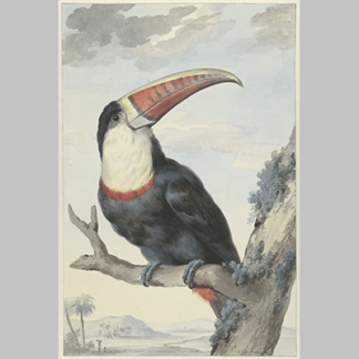 Aert Schouman Red billed Toucan 1748