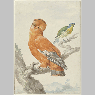 Aert Schouman Two Exotic Birds 1762