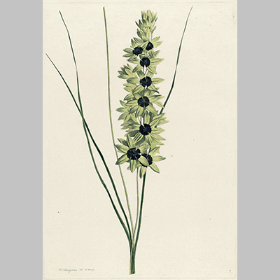 Afrikaanse iris Ixia maculata viridis Hendrik Schwegman 1793