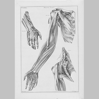 Anatomie van de arm de hand en de schouder Jacob van der Schley after Petrus Camper 1762