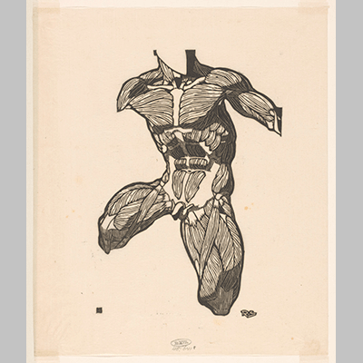 Anatomische studie van de nek buik en bovenbeenspieren van een man Reijer Stolk 1906 1945