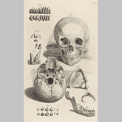 Anatomische studie van een schedel en de kaak Pieter van Gunst after Gerard de Lairesse 1685 2