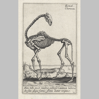 Andries Jacobsz. Stock Skelet van een kameel