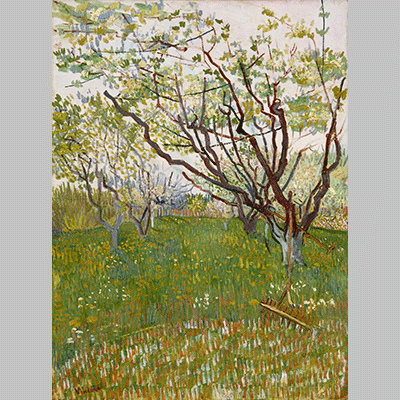 Van Gogh Flowering Orchard