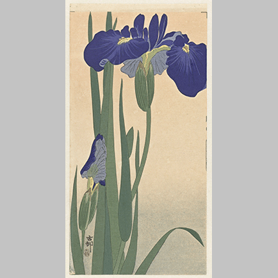 Blue Irises Ohara Koson 1900 1930