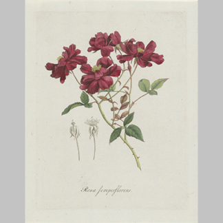 Hendrik Schwegman - Chinese roos Rosa chinensis (c1793)