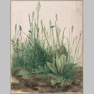 Durer the large piece of turf 1503