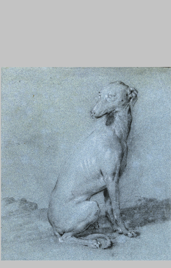 Een zittende hond van opzij gezien Frans Snijders bp