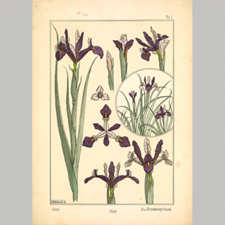 Grasset Iris Verneuil Pl 1