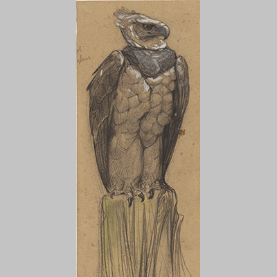 Bernard Willem Wierink Harpy Eagle 1902