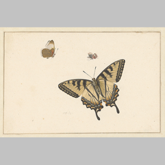 Herman Henstenburgh Three Butterflies