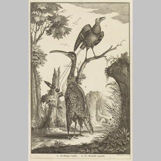 Jan Goeree Twee vogels een paradijsvogel en een Ambonse Langbek