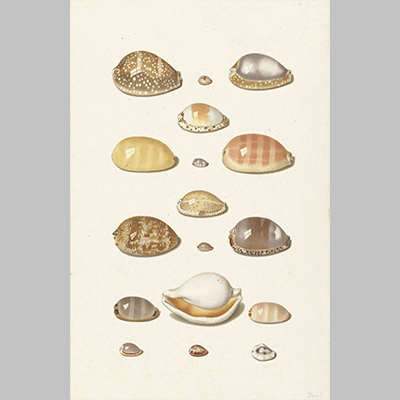 Johann Gustav Hoch - Cowry Shells