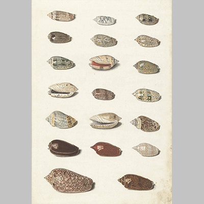 Johann Gustav Hoch - Twenty Tropical Shells