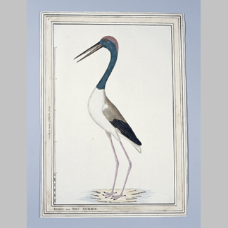 John Hunter Ephippiorhynchus asiaticus Black necked stork