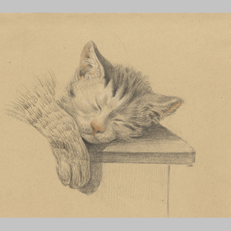Jean Bernard Kop en pootje van een slapende kat