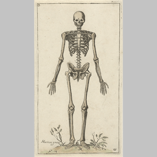 Mannelijk skelet van voren gezien Pieter Feddes van Harlingen naar Marcus Gheeraerts I 1614