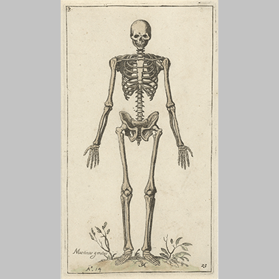 Mannelijk skelet van voren gezien Pieter Feddes van Harlingen naar Marcus Gheeraerts I 1614