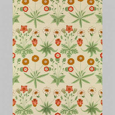 Morris Daisy