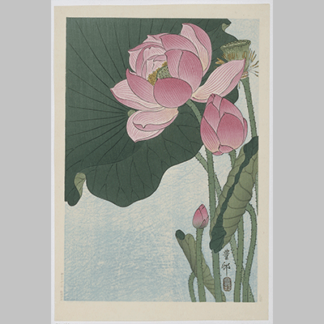 Ohara Koson Bloeiende lotusbloemen 1930