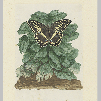 Robert Jacob Gordon - Papilio demodocus Citrus or Christmas butterfly