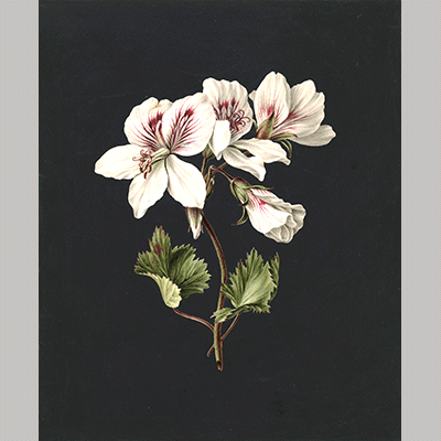 M. de Gijselaar - Pelargonium Album Bicolor (1830)