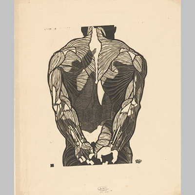 Reijer Stolk Anatomische studie van de rugspieren van een man