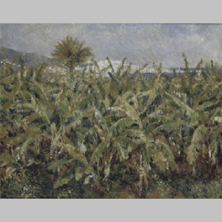 Renoir field of banana trees