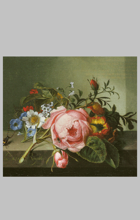 Ruysch Rosenzweig mit Käfer und Biene — 1741