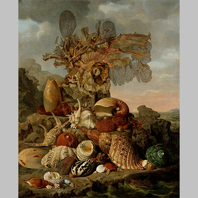 Franciscus Wiertz - Shells and Marine Plants Henricus 1809