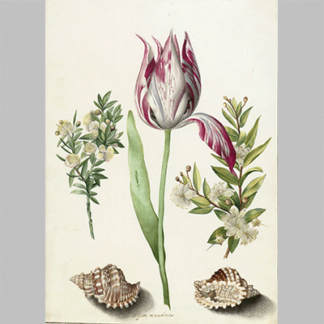 Tulip two Branches of Myrtle and two Shells Maria Sibylla Merian