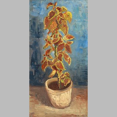 Van Gogh Siernetel in bloempot 4