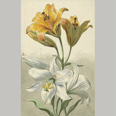 Willem van Leen - Yellow and White Lilies c. 1780