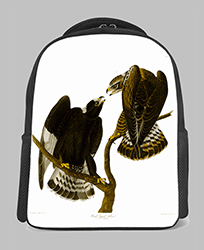 audubon msmscbgi