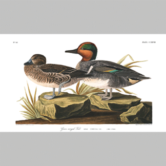 plate 228 green winged teal